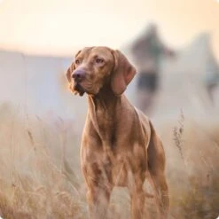 REAL NATURE Adult Rind Mit Ital. Schinken 6x800 G -Heimtierbedarf Verkauf 2a7e6cb20be89e03efc3fb044f52385d1267f3cd 1314110 de DE Real Nature Original Dog bild