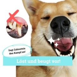BeG Buddy Zahn Weiß Dental Spray, Zahnpflege & Maulhygiene Hund -Heimtierbedarf Verkauf 2b26d8c9897450ebcdc3208b54321074a39fd8e8 1457255 de DE d036d3de3fb2bf618dcbd8071c7342bd7ffedc2f5CGqW6