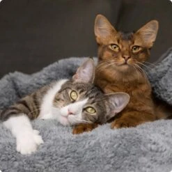 SELECT GOLD Indoor Adult Geflügel & Reis 7 Kg -Heimtierbedarf Verkauf 536de371626fbac7381fe51ce63607aedfae0cd8 1099803 de DE 4 Select Gold Cat 1