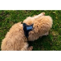 Fressnapf Tracker Pathfinder Geschirr Set S -Heimtierbedarf Verkauf 575cfeb7270f47cb1f5bacf120b75717476048ba 1409260 4