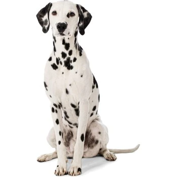 MORE Liegeplatz Cord LOOKS By Wolfgang Joop M 6 MORE Liegeplatz Cord LOOKS By Wolfgang Joop M – Bild 4