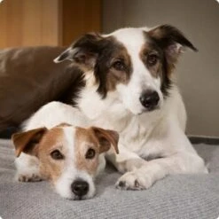 SELECT GOLD Complete Milk-Set Junior Inkl. Milchflasche & Löffel 400g -Heimtierbedarf Verkauf 6abb6915af23c615d0cf74853b0a3bb663e7931c 1096086 de DE 4 Select Gold Dog