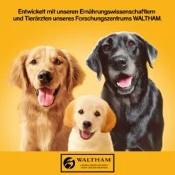 Pedigree Adult Plus 12x800g Rind Mit Fischöl, In Gelee -Heimtierbedarf Verkauf 83319e8563c9412ee0d0712ccdbaed0926004086 1100620 de DE pedigree 1