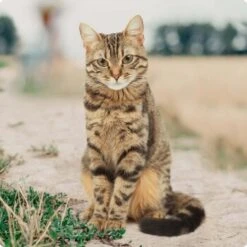 REAL NATURE Original Kitten 12x85g Huhn Mit Pute Mit Roter Paprika Und Lachsöl -Heimtierbedarf Verkauf bc56b458619aa86240780c2f64ff928db9b8da6b 1246887 de DE Real Nature Original Cat Bild