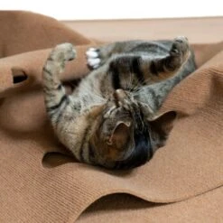 Canadian Cat Company Spielteppich Für Katzen Braun -Heimtierbedarf Verkauf feeb1471a0788eb13995861dfe89bb445b21d4b8 1394213 de DE 4a32360e22e339a18cf0f9a52c488f1077251d777uzNQw